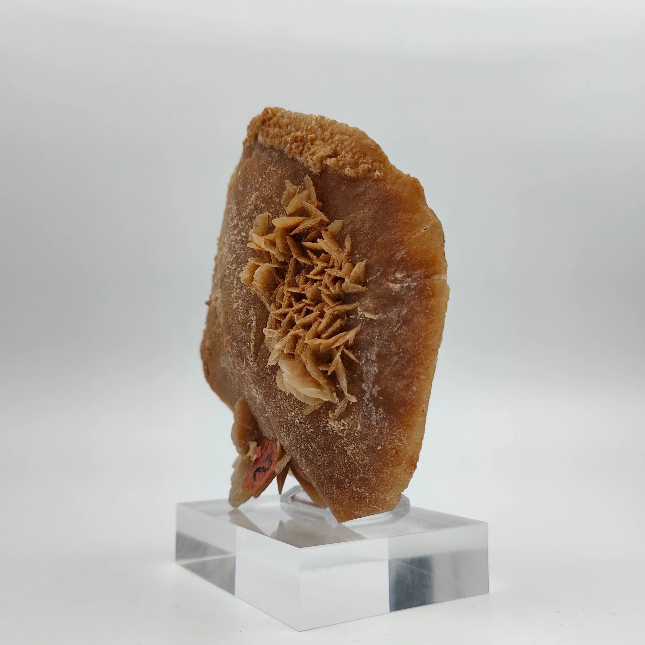 DESERT ROSE – Large Sand Disk from the Grand Erg Desert, Tunisia